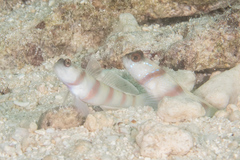 Amblyeleotris steinitzi