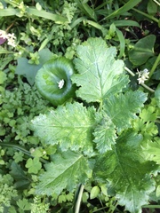 Phacelia malvifolia