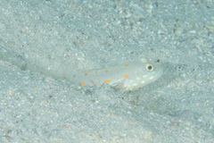 Valenciennea puellaris