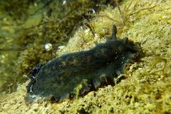 Dendrodoris temarana