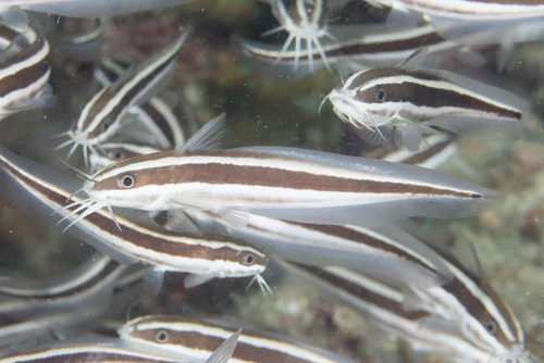 Striped Eel Catfish