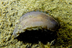 Dendrodoris temarana