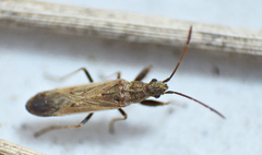 Paromius paraclypeatus