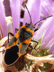 Lygaeus kalmii angustomarginatus