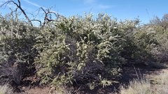 Ceanothus perplexans