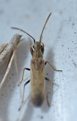 Paromius paraclypeatus