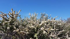 Ceanothus perplexans