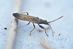 Paromius paraclypeatus