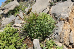 Saponaria caespitosa