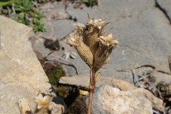 Saponaria caespitosa