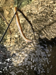 Diadophis punctatus modestus