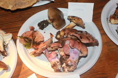 Cortinarius dibaphus