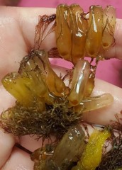 Ecteinascidia turbinata