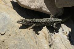 Podarcis muralis