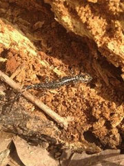 Plethodon glutinosus