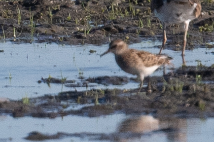 Least Sandpiper illustration