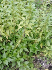 Urtica kioviensis