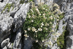 Potentilla alchimilloides