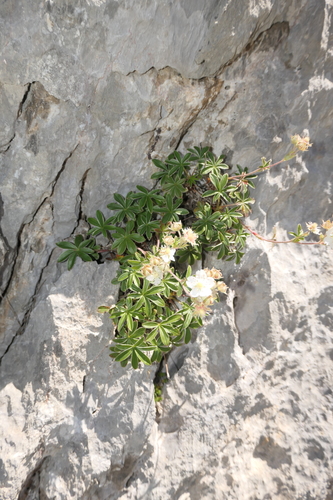 Image of Potentilla alchimilloides by (c) Rafael Medina, some rights reserved (CC BY)