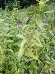 Urtica kioviensis