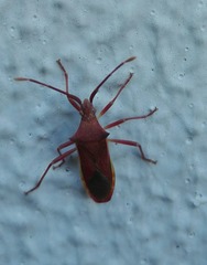 Gonocerus insidiator