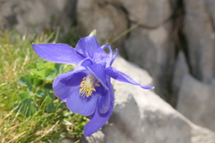 Aquilegia pyrenaica