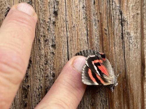 Catocala violenta photo 4