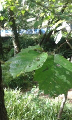 Alnus lusitanica