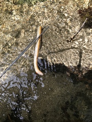 Diadophis punctatus modestus