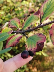 Cotoneaster lucidus