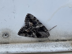 Catocala piatrix