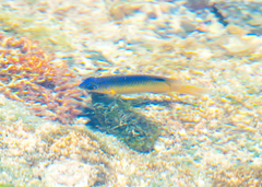 Stegastes leucostictus