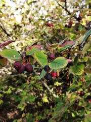 Cotoneaster lucidus