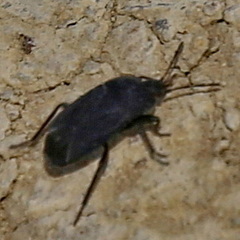 Aellopus atratus