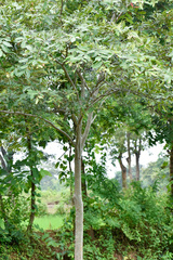 Terminalia arjuna