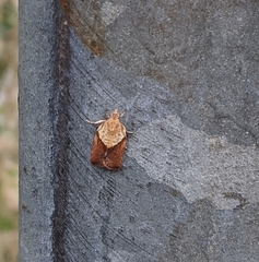 Epiphyas postvittana