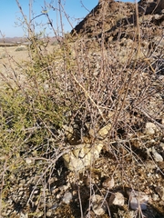 Commiphora gracilifrondosa