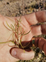 Commiphora gracilifrondosa