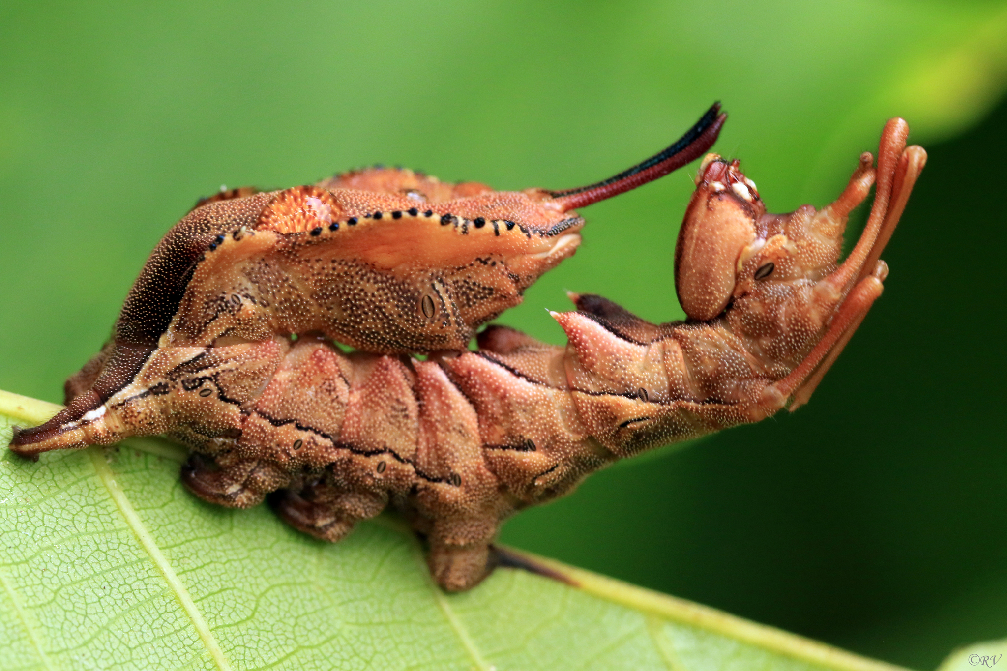 Pests > Pests Entities > Insects > Moths & butterflies > Caterpillars,  Vanilla, Madagascar - PestNet