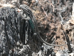 Sceloporus bicanthalis