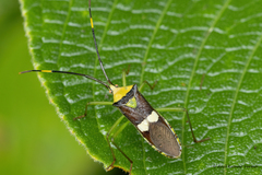 Prismatocerus signatus