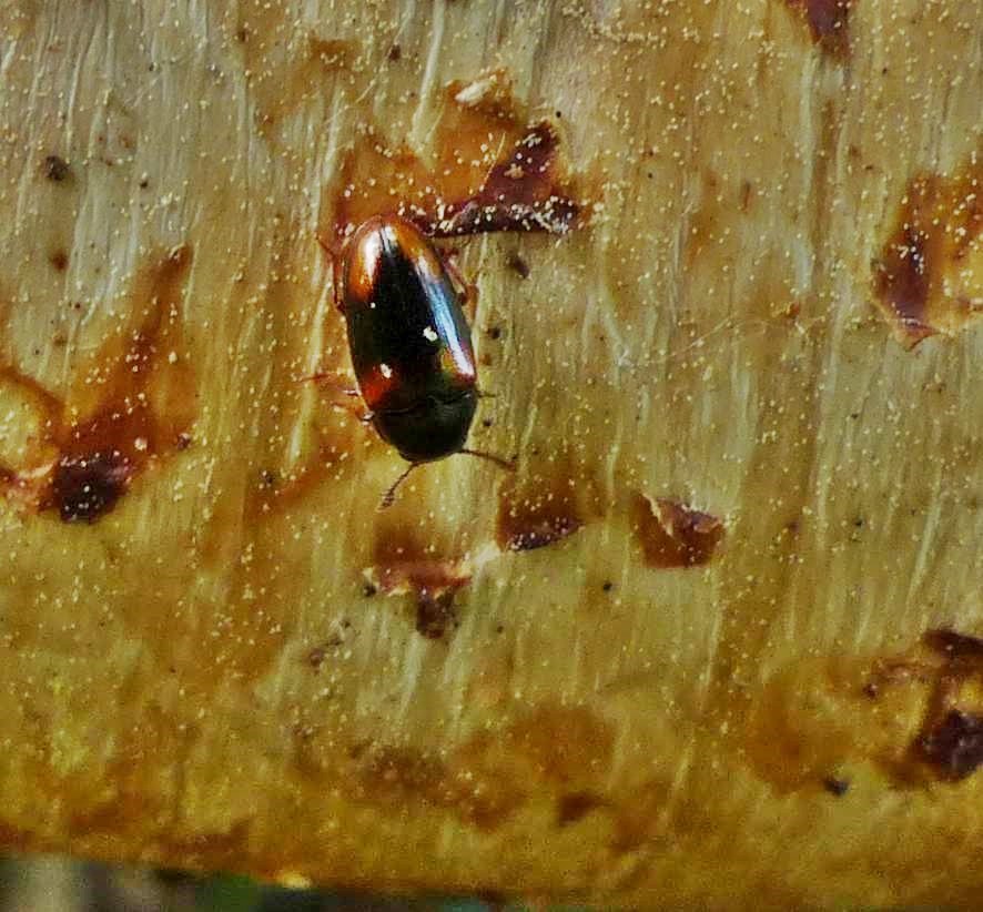 Dacne quadrimaculata