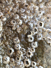 Leptoplana tremellaris