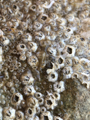 Leptoplana tremellaris