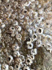 Leptoplana tremellaris