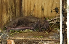 Myotis austroriparius