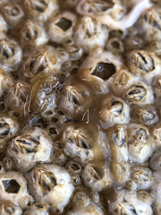 Leptoplana tremellaris