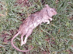Rattus norvegicus