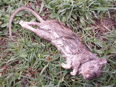 Rattus norvegicus