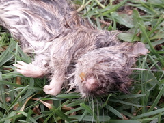 Rattus norvegicus